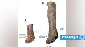 اكتشاف بقايا ديناصور عملاق قد يغير تاريخ سلف التيرانوصور ركس المعروف